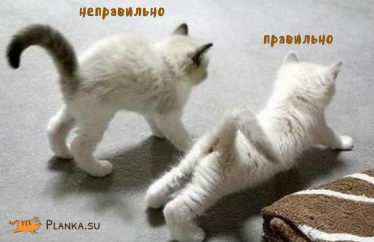 Котики делают планку: правильная и неправильная техника выполнения упражнения Котики делают планку: правильная и неправильная техника выполнения упражнения