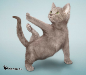 Кошка делает усиленную планку Кошка делает усиленную планку